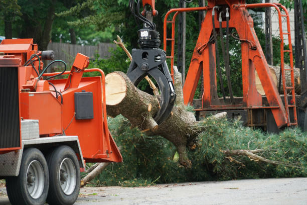 Reliable Schnecksville, PA Tree Care  Solutions