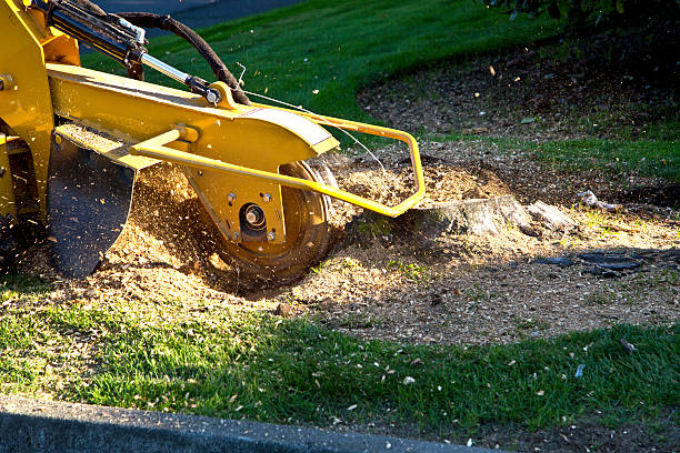 Best Leaf Removal  in Schnecksville, PA