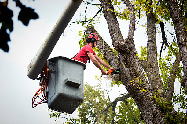 Best Hazardous Tree Removal  in Schnecksville, PA