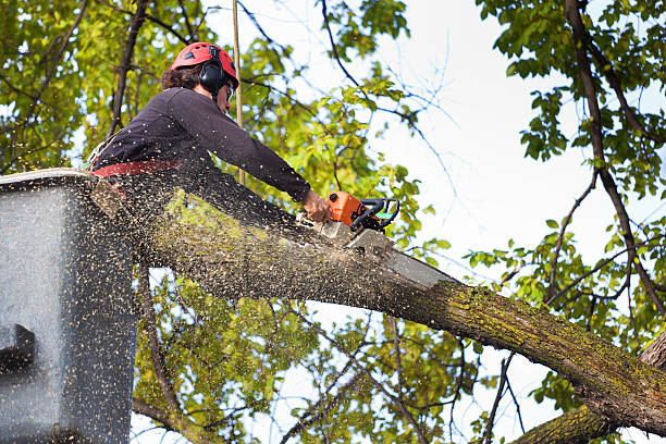 Best Firewood Processing and Delivery  in Schnecksville, PA